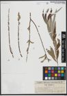Foto von Salix viminalis L.